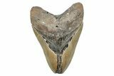 Bargain, Fossil Megalodon Tooth - Serrated Blade #275210-1